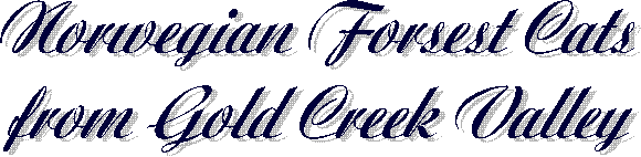Norwegische Waldkatzen
from Gold Creek Valley