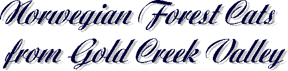 Norwegische Waldkatzen
from Gold Creek Valley